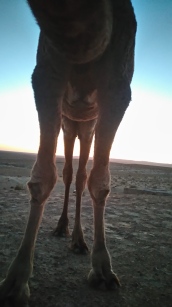 Pretty friendly camel...