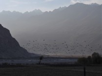 Langar, early morning. Mixed flock of pigeons and crows (or choughs)